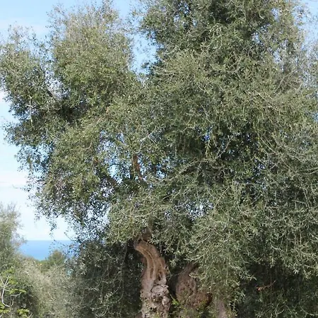 Il Carrubo * San Menaio